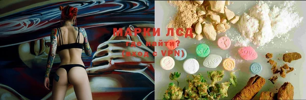 прущие грибы Аркадак